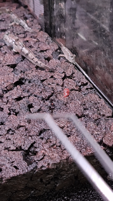 9dc575fa30e31e4a88858b03843ef43b_1698577129_1617.gif