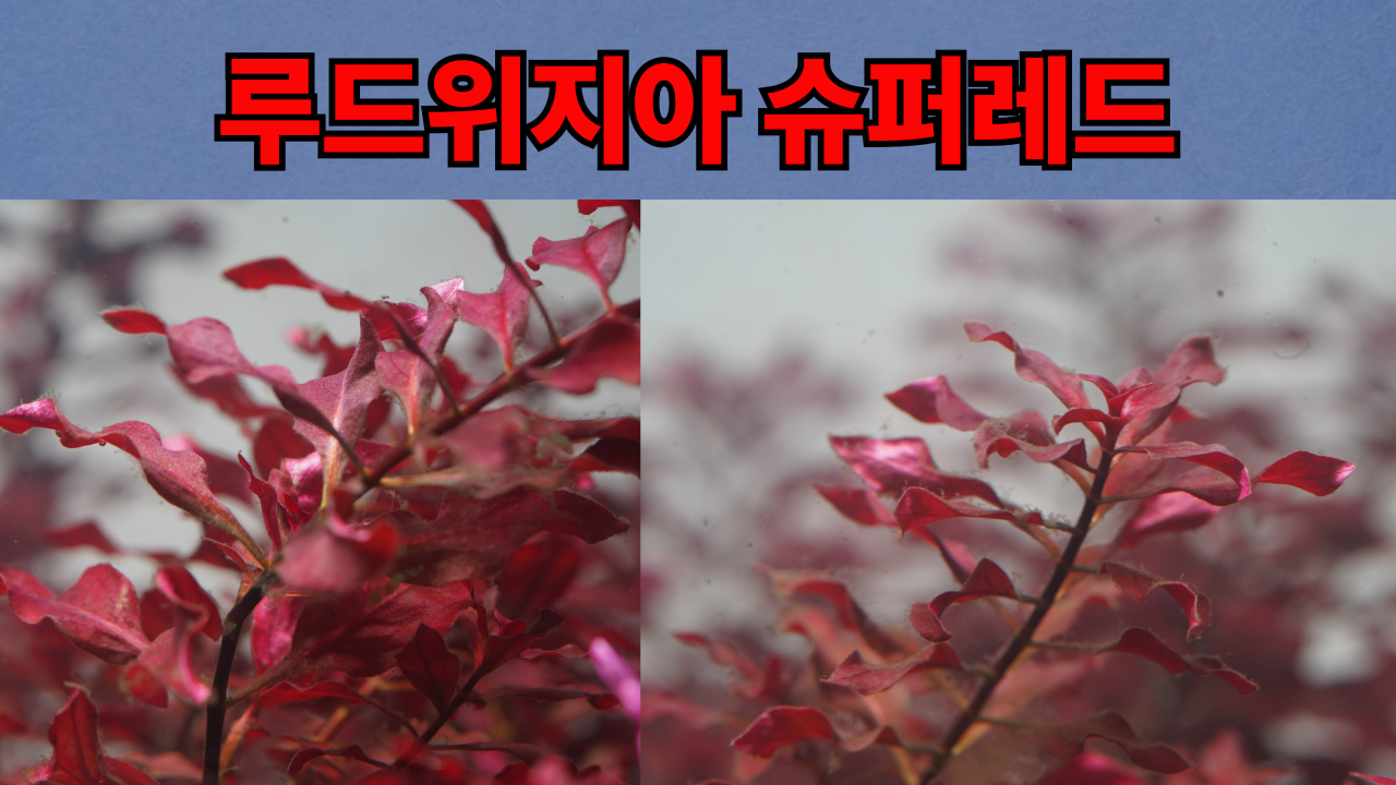 53081cf80bfa817df8225bd7cf38f568_1743825123_7104.png