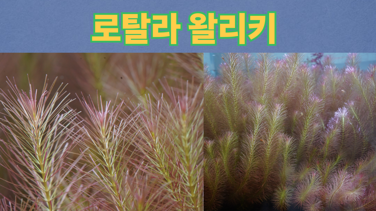 53081cf80bfa817df8225bd7cf38f568_1743825123_7969.png