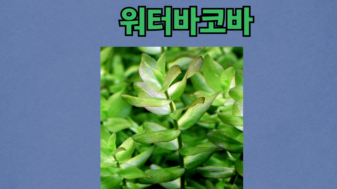 53081cf80bfa817df8225bd7cf38f568_1743825123_9241.png