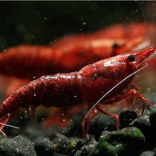관상용 체리새우 1마리
