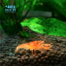 미니 오렌지 가재 2cm