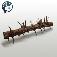 가시나무 유목 M(35cm)