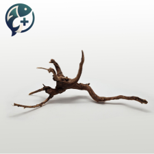 가지유목 뿌리유목 S(10~15cm)